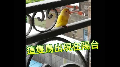 陽台飛來一隻鳥|【鳥飛來陽台】鳥兒飛來報喜！陽台飛來小鳥、鴿子築巢，象徵好。